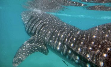 Bohol, Dolphin Watching, Swimming w/ Whale Sharks & Balicasag Turtle Encounter