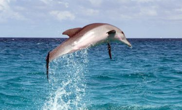 Bohol, Dolphin Watching & Balicasag Turtle Encounter